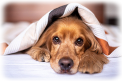 Vergleich Hundehaftpflichtversicherung