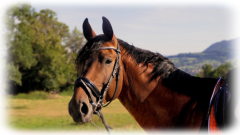 Vergleich Pferdehaftpflichtversicherung