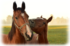 Pferdeversicherungen Online